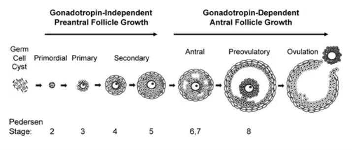 代生求子-什么是子宫内膜异位症，子宫内膜异位症怎么治疗